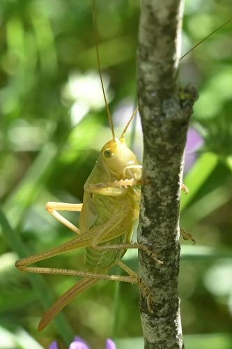 Tettigonia viridissima